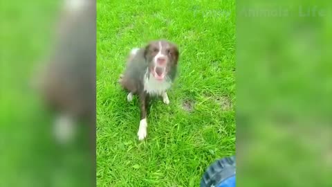 10 Best Funny Animal Videos 2022 😂 Funniest Cats And Dogs Videos 😇🐹
