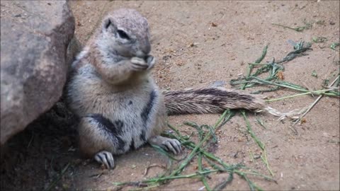 CUTE SQUIRREL VIDEO