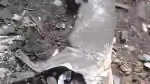 Dog at IDA DEONAR by HOPE FOR ANIMALS #doglover #rescuestraydogs #cat #animals #instastrays