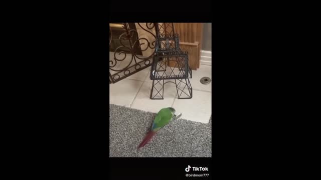 Funny and Cute Parrots | funny parrots talking Compilation Pet Birds Compilation