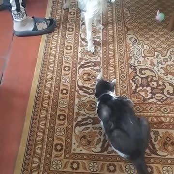 Dog - Luna and cat - Mruczek, who will get the toy?
