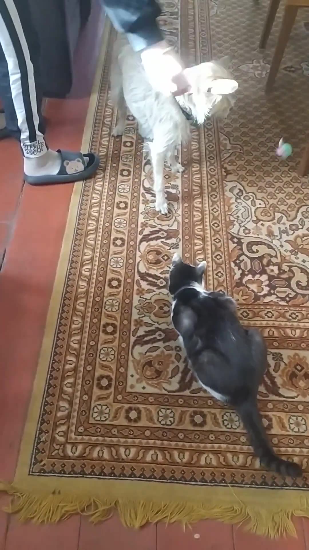 Dog - Luna and cat - Mruczek, who will get the toy?