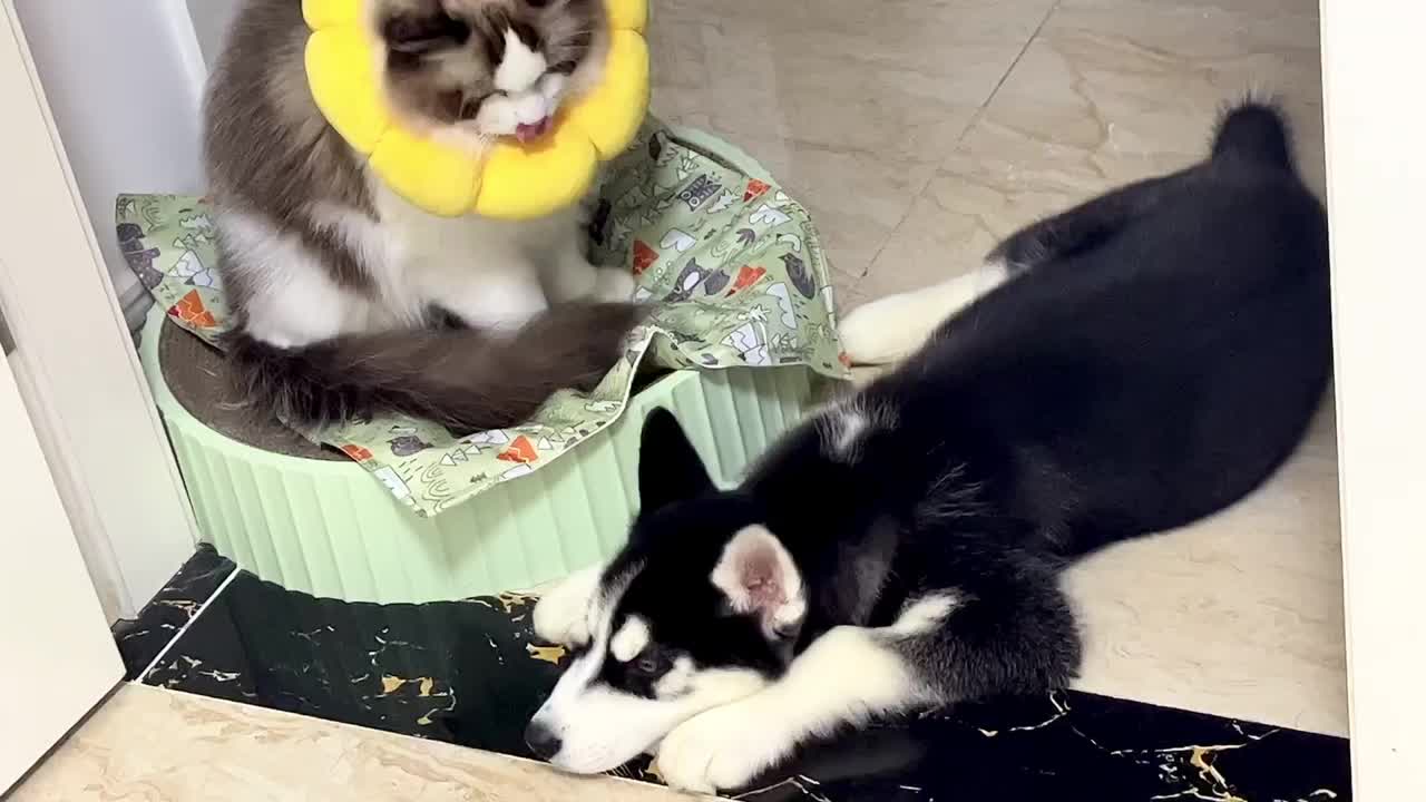 Cat quarrel to dog