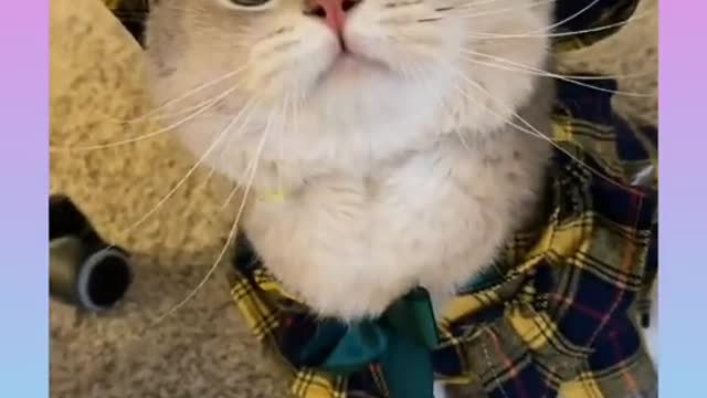 178.12_ Cute and Funny Cat Videos Compilation _#short