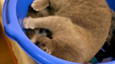 Adorable funny scotish fold kitten playing in blue bowl. Happy funny silly animal cat video