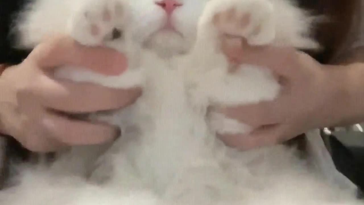 Here's a blinking kitten for you