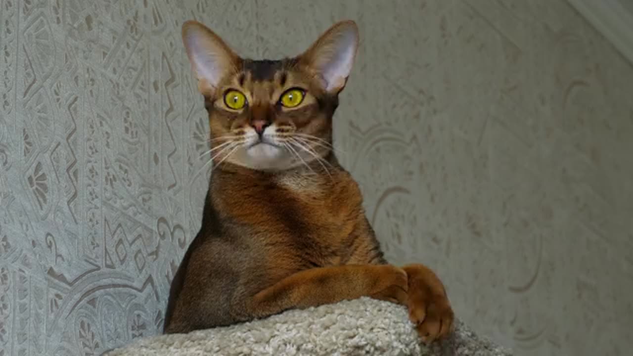 Funny Cat Videos. non stop laughing