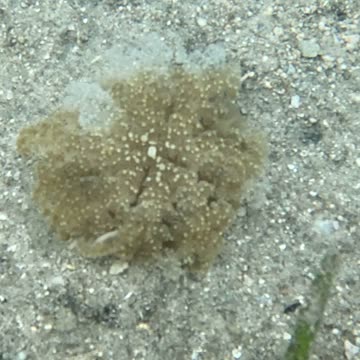 The upside-down jellyfish, also known as the mangrove jellyfish is a remarkable species