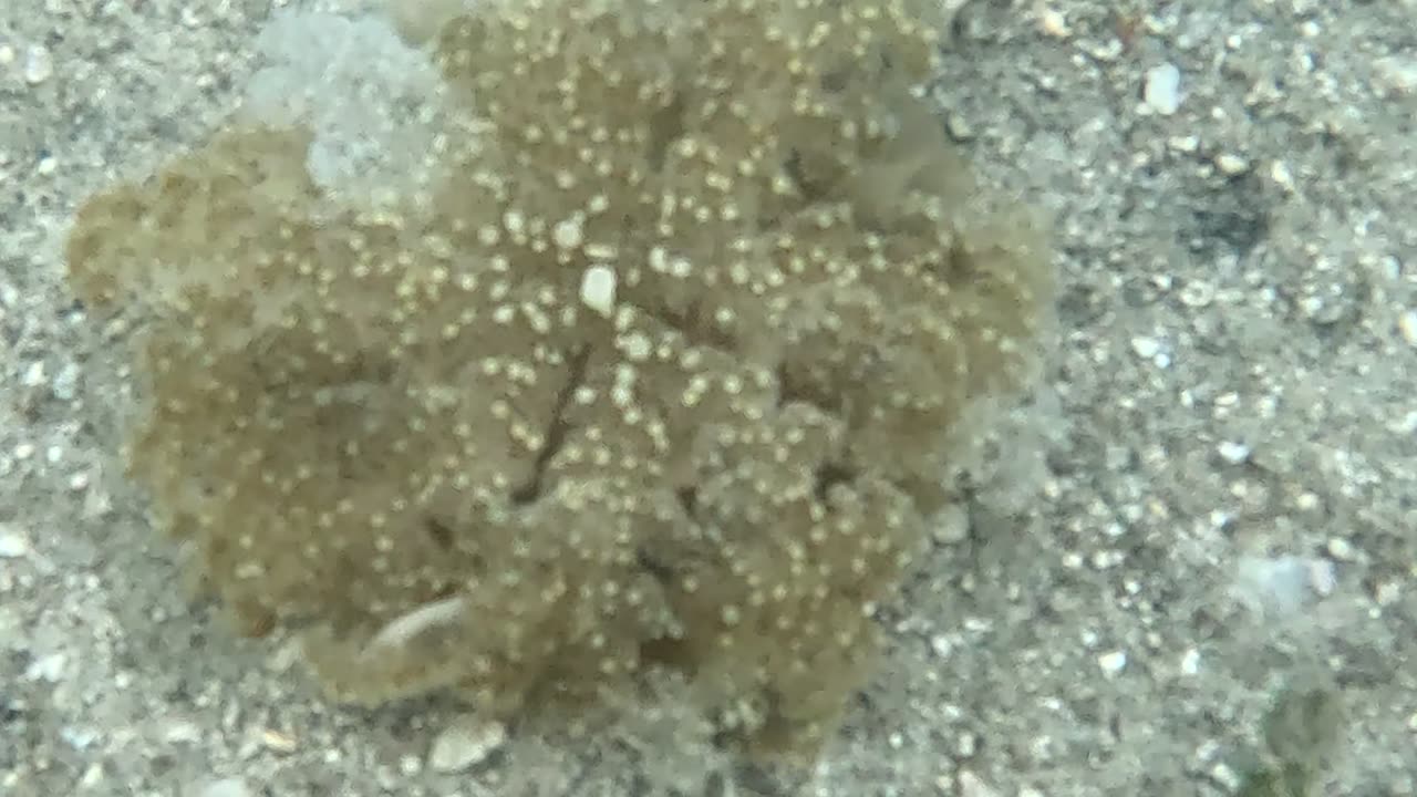 The upside-down jellyfish, also known as the mangrove jellyfish is a remarkable species