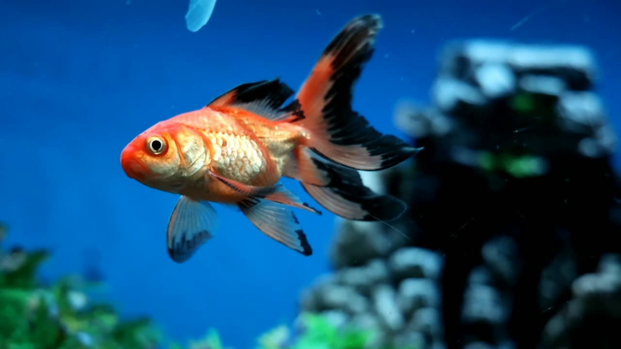 fantail goldfish tank mates