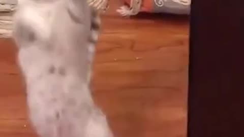 Funny cat dance