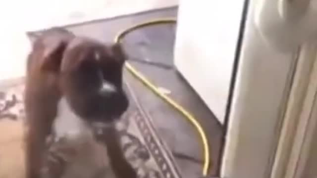 The funny dog falls down crashing with the mirror. Try not to laugh!!