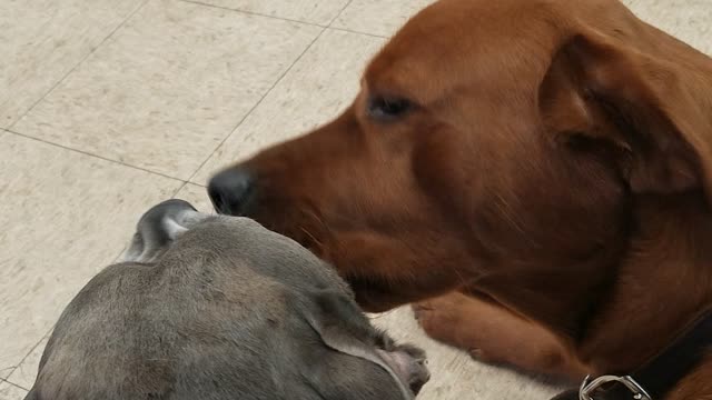 Puppy love