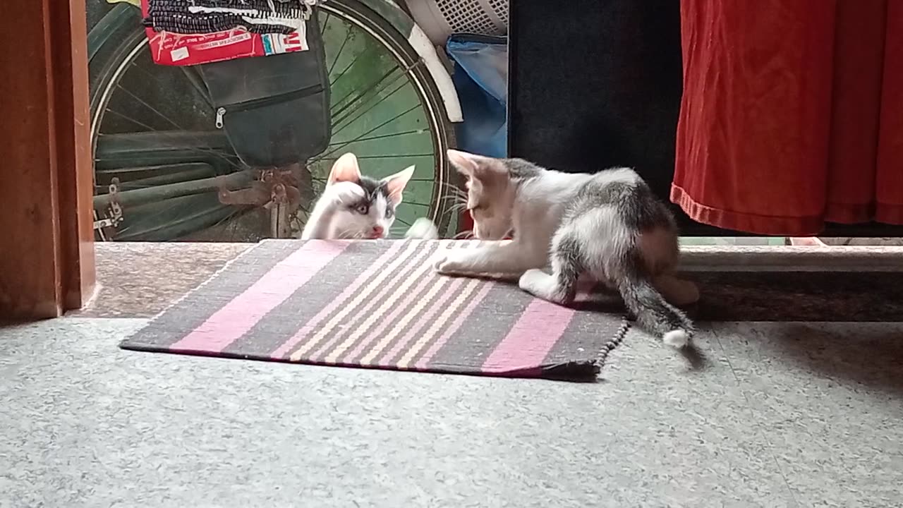 My home kitten funny play...... Moment