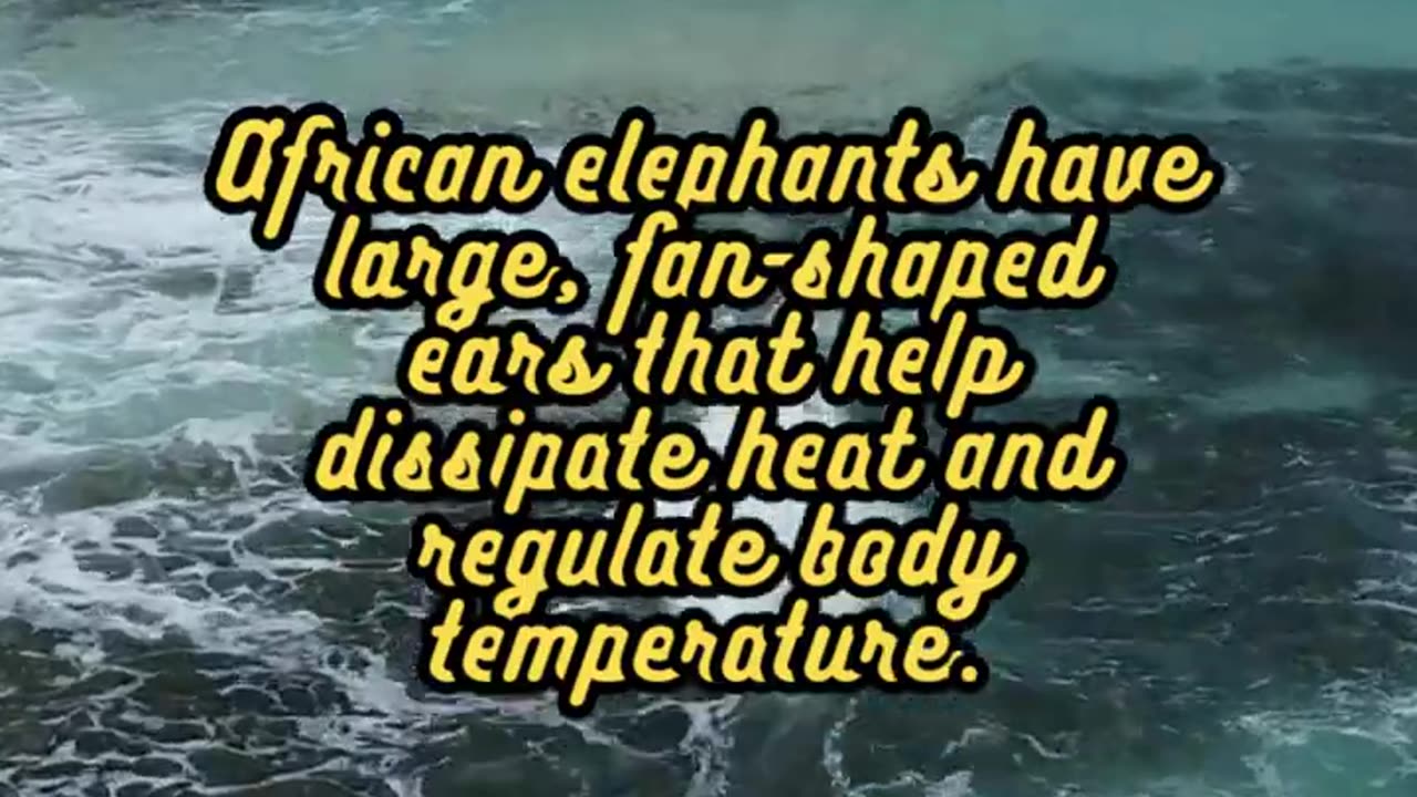 Animal Facts African Elephants #shorts