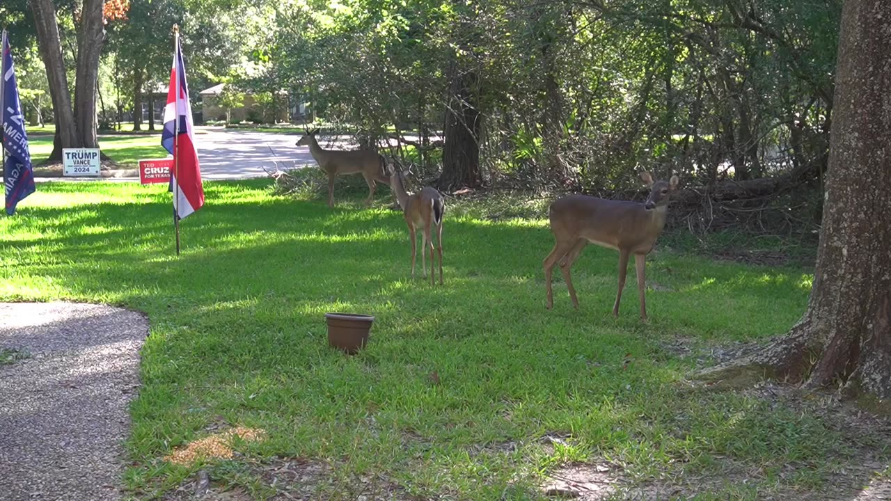 Our Friendly Neighborhood Deer - with Music - Starring Bambi