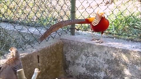 Beautiful golden pheasants and wading birds