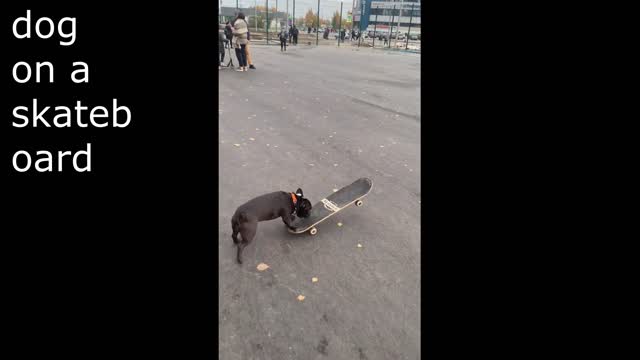 Dog on a skateboard