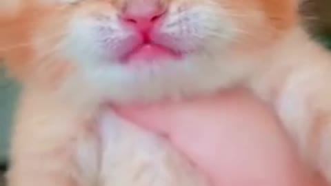 Cat crying