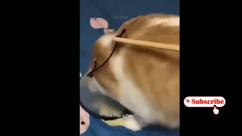 🐱 Cute cats 🐱 Funny cats