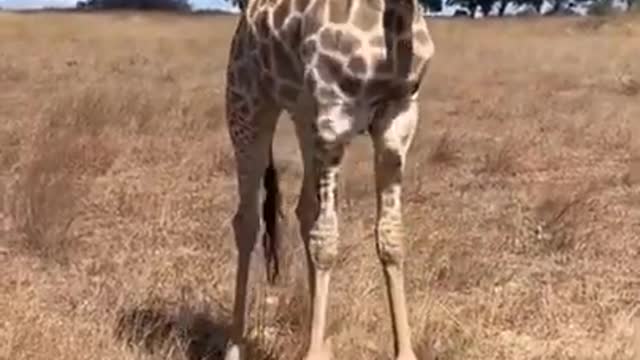 How a Giraffe ears grass