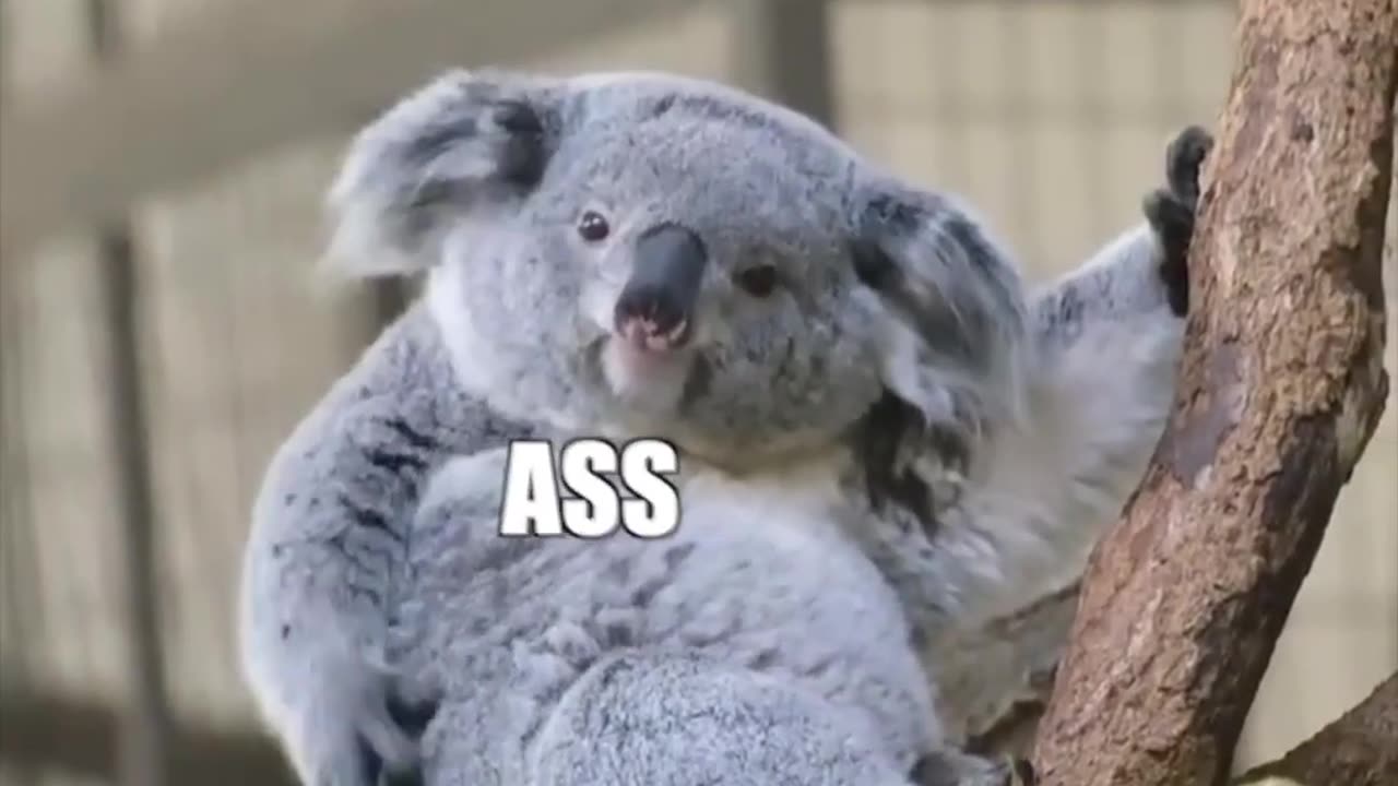 Funny Koala ''Kiss my A**''