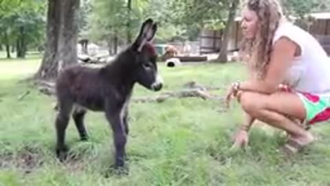 Baby Miniature Donkey.