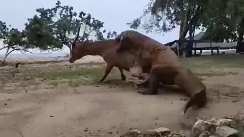 African elephant