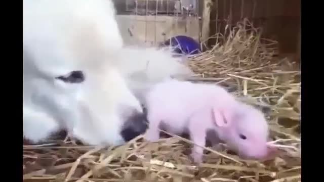 Friends of pigs and dogs