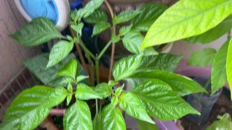 Balcony plants progress