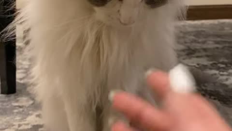Worlds weirdest cat