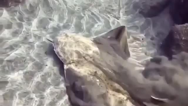 This is a beautiful and charming water-dwelling species