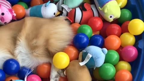 Corgi lies asleep in colorful ball pit