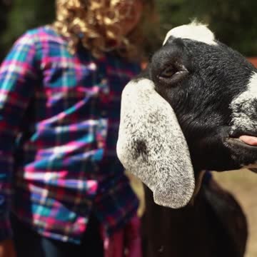 Most Funny and Cute Baby Goat Videos Compilation