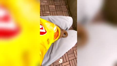 Funny Videos || Try not To Laugh || Impossible||🤣🤣🤣😅😅😅