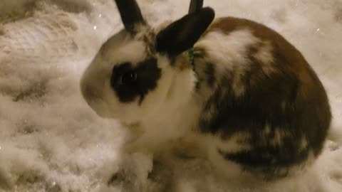 Rabbits First Snow