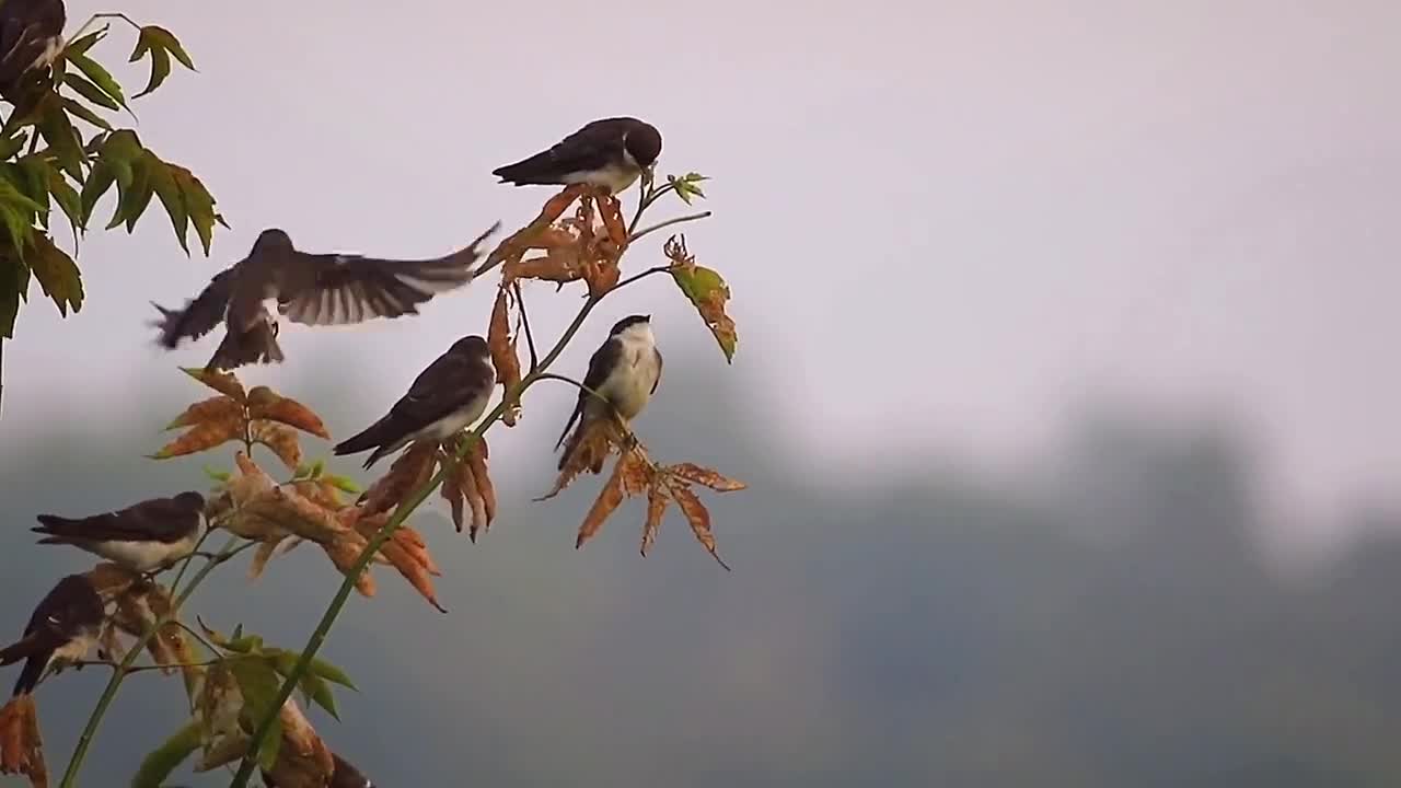 The birds only beautiful
