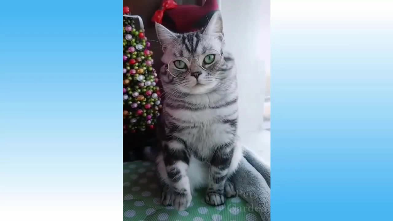 cute model cat