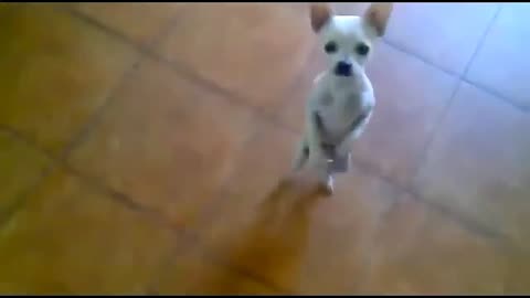 Fuuny dog in the dance