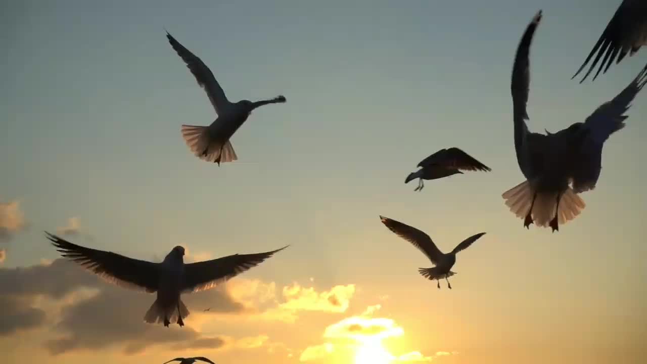 Best Flying Birds Video - Nature Beauty