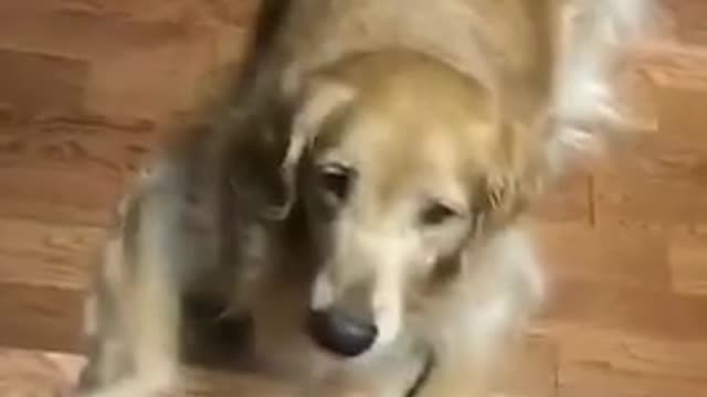 ¿Puedes adivinar cuál de estos perros es culpable?