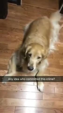 ¿Puedes adivinar cuál de estos perros es culpable?