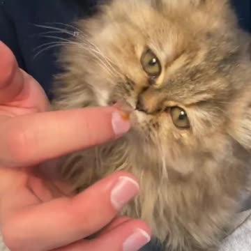 funny|prank|jokes|funny jokes|dad jokes|funny memes|funny video|fun|laughing|funny animal|knock