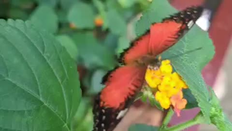 Red lacewing butterfly