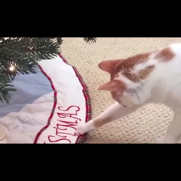 CAT FAILS #shorts #9 #funnycat #catfails #catfail #catfailcompilation #failcompilation #funnyfails