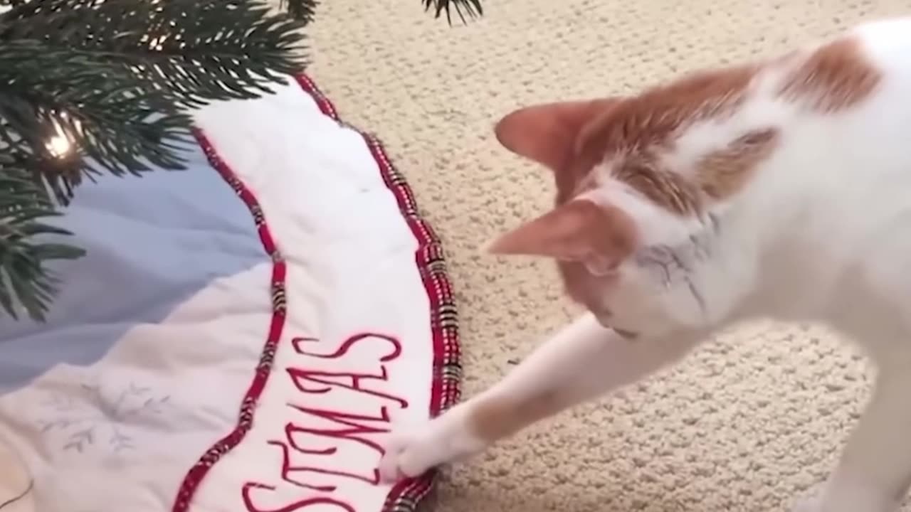 CAT FAILS #shorts #9 #funnycat #catfails #catfail #catfailcompilation #failcompilation #funnyfails