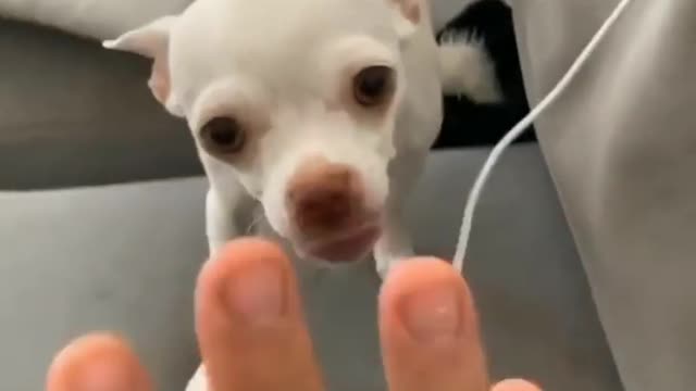 Funny dog