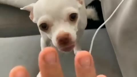 Funny dog