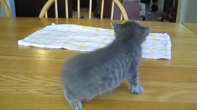 Baby kitten learning to walk.