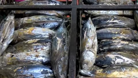 Bluefin Tuna: How European Fishermen Catch, Process, and Profit from Millions!